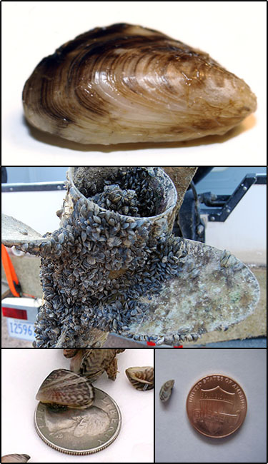 Quagga mussel