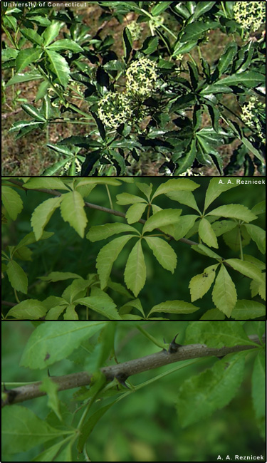 Five leaf aralia