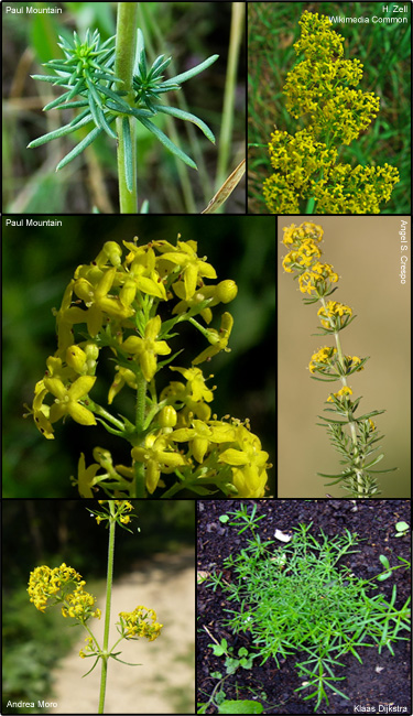 Yellow bedstraw
