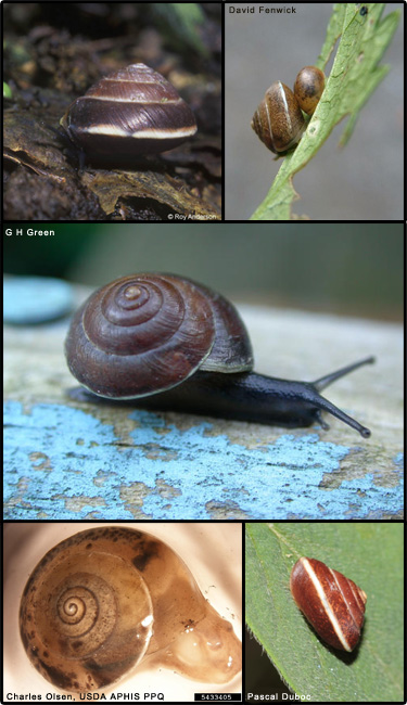 Girdled snail