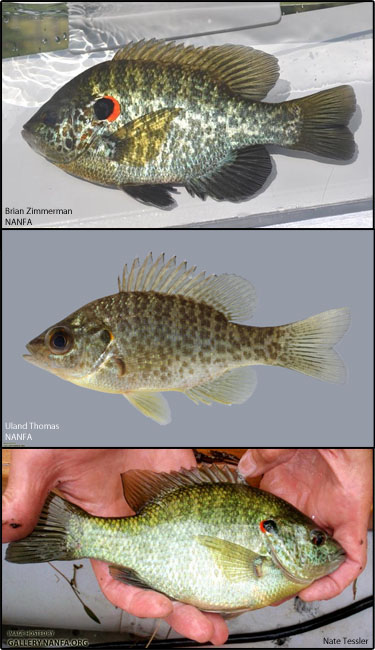 Redear sunfish : Lepomis microlophus - Centrarchidae (Sunfish)
