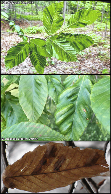 Beech leaf disease