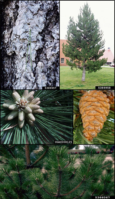 Austrian pine