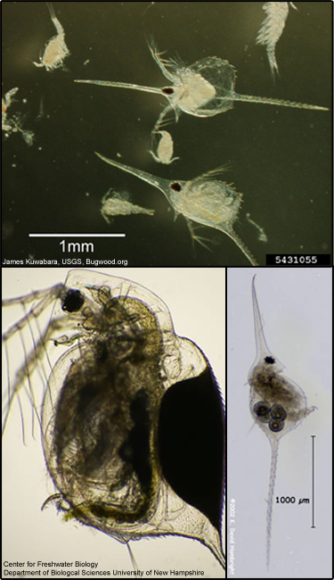 Water flea (D. lumholtzi)