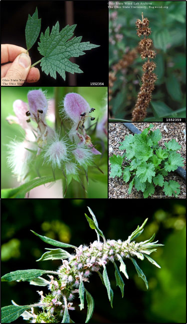 Common motherwort : Leonurus cardiaca - Lamiaceae (Mint)