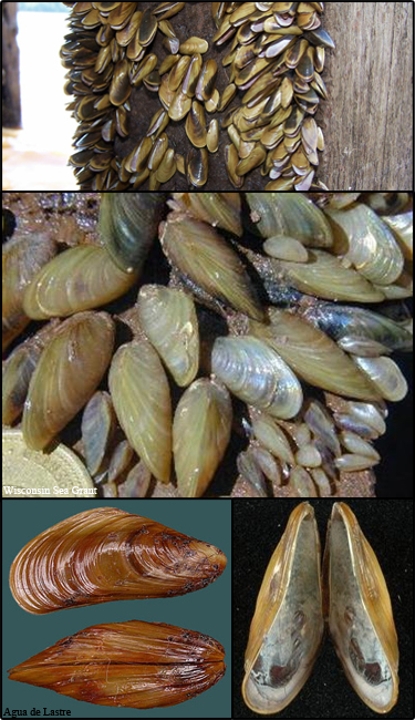 Golden mussel
