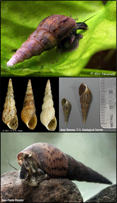 Malaysian trumpet snail