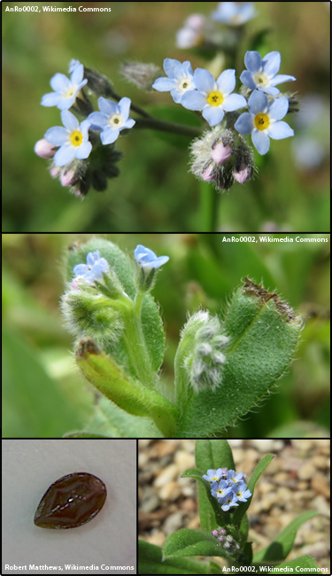 Field forget-me-not