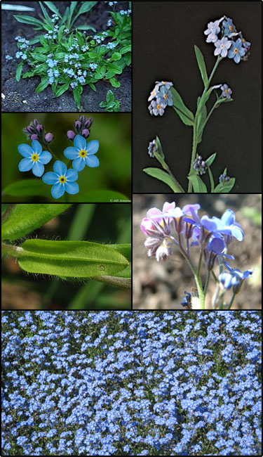 Woodland forget-me-not