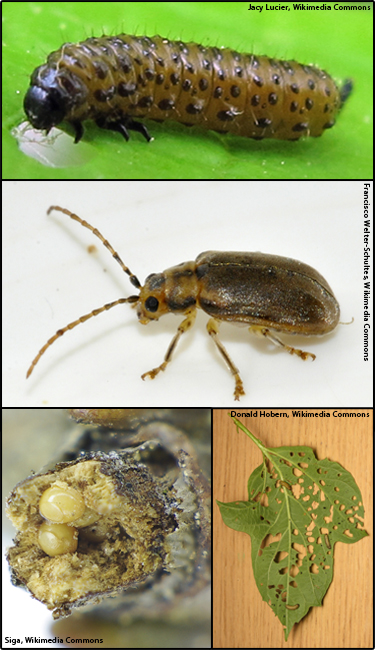 Viburnum leaf beetle