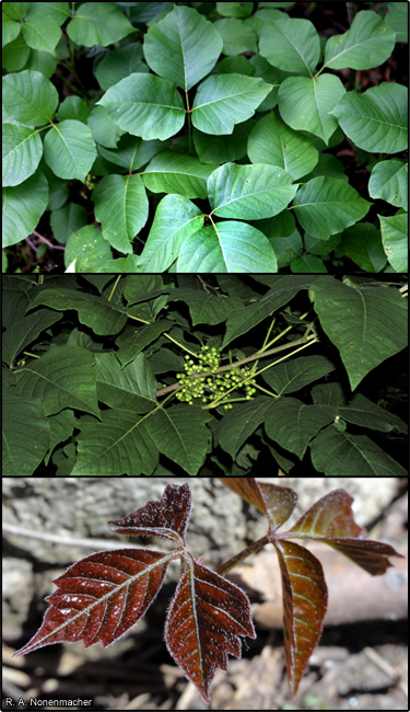 Common poison ivy