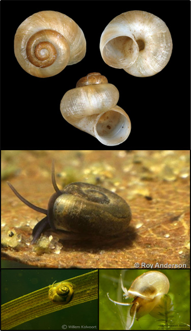 European valve snail