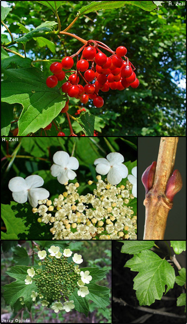 European cranberrybush